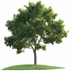 tree isolated on white