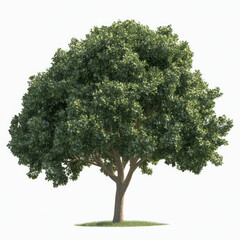 tree isolated on white