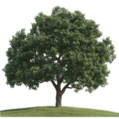 tree isolated on white