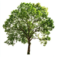 tree isolated