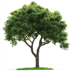 tree isolated on white background