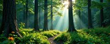 Dense forest with towering trees and underbrush, wildflowers, shrubland