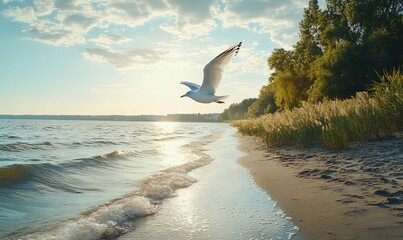 Wall Mural - Seagull flying over sandy beach sunset