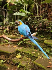 A closeup view of a beautifully tropical Macaw bird perched on a tree branch