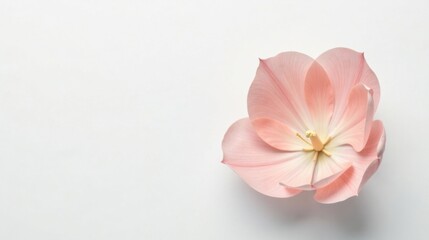 Poster - Delicate Pink Blossom on White Background, Perfect for Minimalist Design and Branding