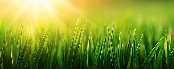 Wall Mural - Scenery abstract background idea. Vibrant green grass illuminated by sunlight creating a peaceful natural scene.