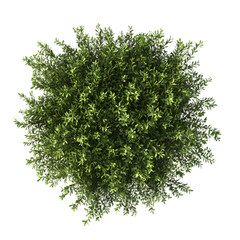 Poster - Top view of a wild bush isolated or on white background 3d render png. Architecture plan