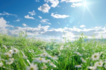 Wall Mural - Abstract nature background with grass in meadow and blue sky.