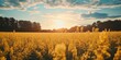 © Nijat - Vibrant countryside landscape featuring a golden field of rapeseed, showcasing the beauty of nature and the serene atmosphere created by the blossoming rapeseed flowers in the countryside.