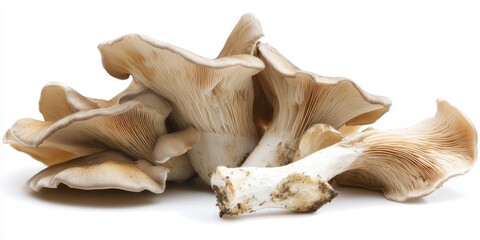 Aufkleber - PNG of fresh oyster mushrooms, showcasing the unique texture and color of fresh oyster mushrooms, presented against a clean white background for optimal visual appeal.