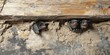 © meristock - Bat guano exposed during the renovation of a wooden wall. This guano from a bat nursing colony built up within the structure of the wooden house, highlighting the significance of bat guano.