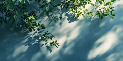 Aufkleber - Aesthetic light background featuring sharp shadows of a tree branch. This nature inspired summer backdrop creates a simple mockup for poster presentations, highlighting the interplay of shadows and