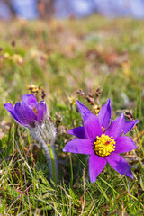 Flowering Pasqueflower on a meadow at spring