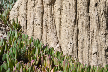 Wall Mural - succulent plants near rock