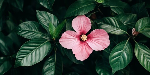 Poster - Delicate pink flower blooming against a lush backdrop of green leaves, showcasing the vibrant contrast of the pink flower and the rich greenery of the leaves. Perfect for nature themed visuals.