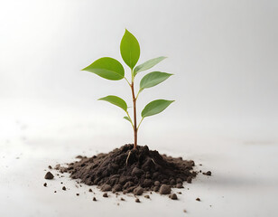 New Growth: A young plant with vibrant green leaves emerges from a patch of rich soil, showcasing the power of growth and the beauty of nature.  