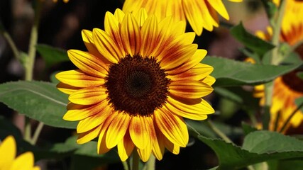 Wall Mural - footage of blooming vibrant yellow and orange sunflower in the gentle wind