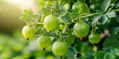 Poster - Gooseberry bush thriving in a lush garden, showcasing vibrant green gooseberry fruit. Enjoy the beauty of the gooseberry bush and its delicious green gooseberry fruit in nature s canvas.