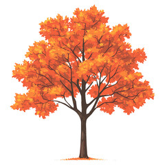 maple tree illustration leaves leaf vector