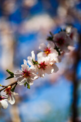 Wall Mural - Almond trees in blossom in the Vall of L´Aguart