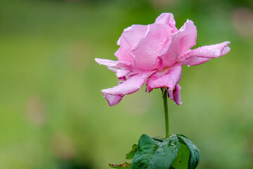 Wall Mural - Pink Rose flower with raindrops