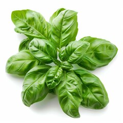 Poster - Fresh green basil leaves growing isolated on white background
