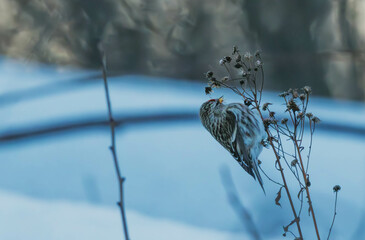 Wall Mural - redpoll on a branch