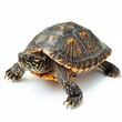 © phy - Turtle isolated on white background.