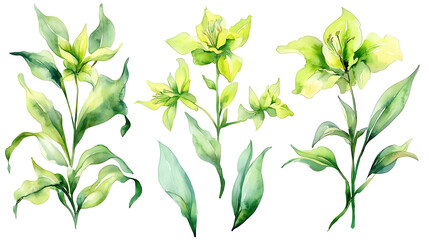 Poster - Watercolor floral illustration set, green leaf branches collection, decorative elements