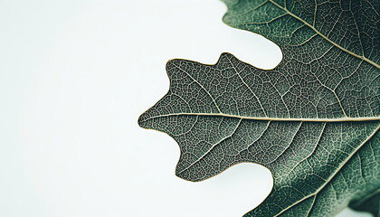 A green oak leaf on a white background