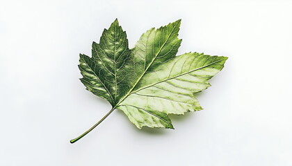A green oak leaf on a white background