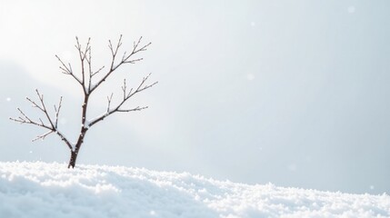 Aufkleber - Winter Serenity A lone, snow-dusted tree stands in a pristine, white landscape.