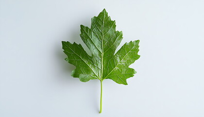A green oak leaf on a white background