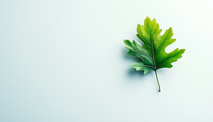 A green oak leaf on a white background