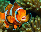 Clownfish (Amphiprion ocellaris) in the sea, with anemone