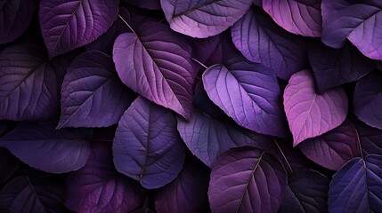 Canvas Print - Close-up of many dark purple leaves, textured background.