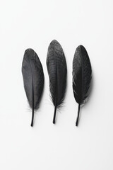 Poster - Elegant Trio of Black Feathers on Minimalist White Background