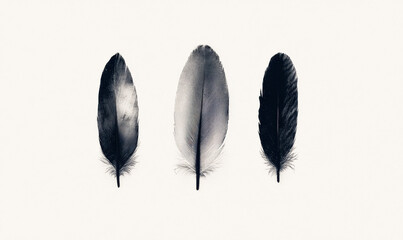 Poster - Minimalist Black and White Feather Trio on a White Background