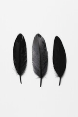Poster - Minimalist Black Feathers on White Background - Elegant Nature-Inspired Design