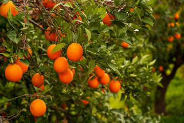 Wall Mural - oranges on the orange tree branch