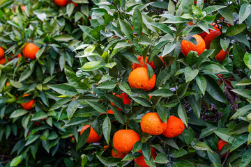 oranges on the orange tree branch