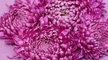 Wall Mural - chrysanthemums
