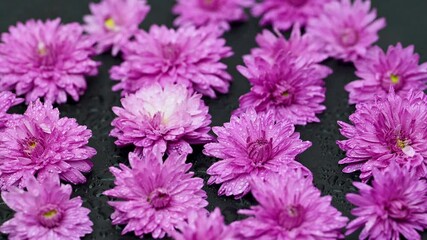 Wall Mural - chrysanthemum flowers