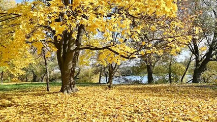 Poster - autumn landscape with maple  leaves