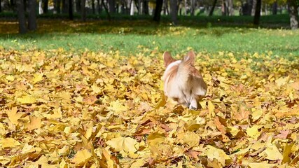 Wall Mural - corgi on a walk in an autumn park