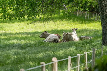 Wall Mural - murray grey cow laying down in a field in australia