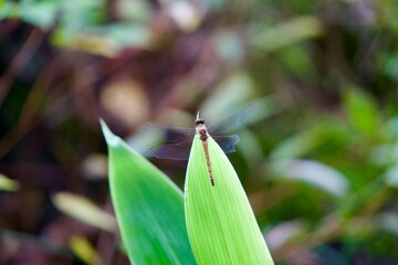 Poster - Dragonfly with missing wings perching on leaf