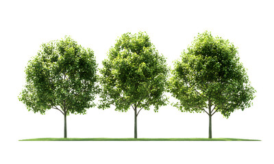 green trees on a transparent background