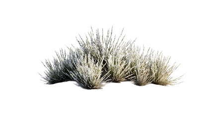 Fototapete - desert plants png