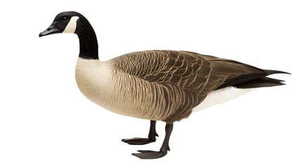 canadian goose png